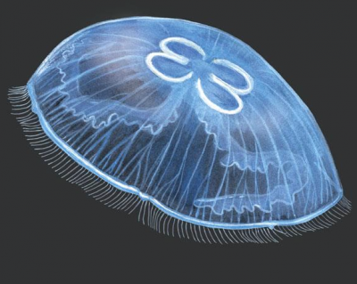 Медузы – любопытные обитатели морей